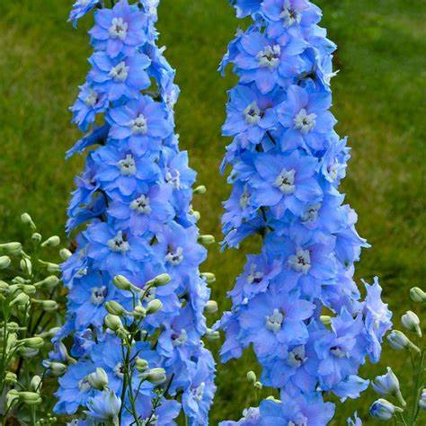 Delphinium elatum 'Million Dollar Sky'