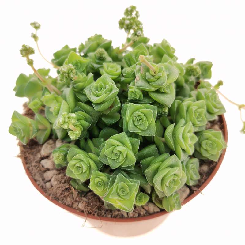 Tlustice 8 Tlustice Crassula socialis