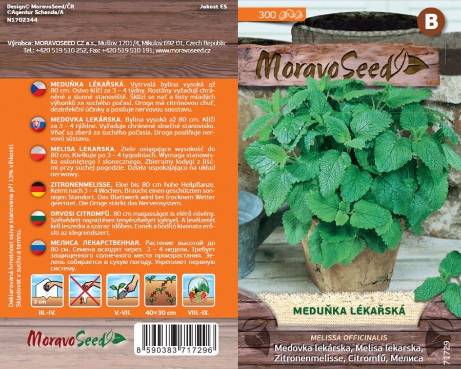 Meduňka lékařská semena