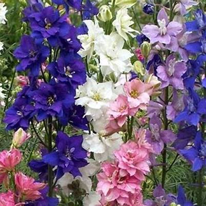 Ostrožka (Delphinium ajacis)