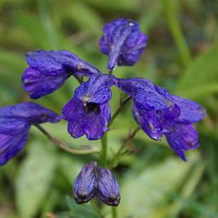 Ostrožka (Delphinium cashmerianum)