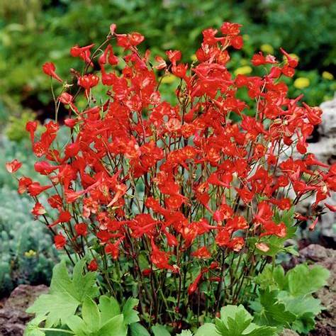 Ostrožka (Delphinium nudicaule)