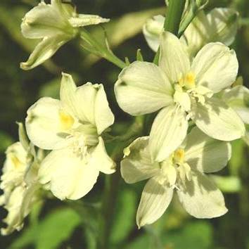 Ostrožka (Delphinium semibarbatum)