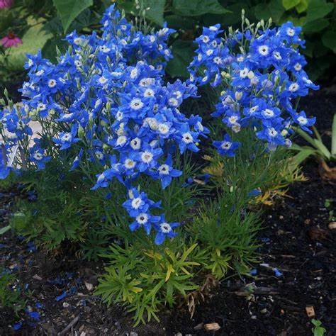 Ostrožka velkokvětá (Delphinium grandiflorum)