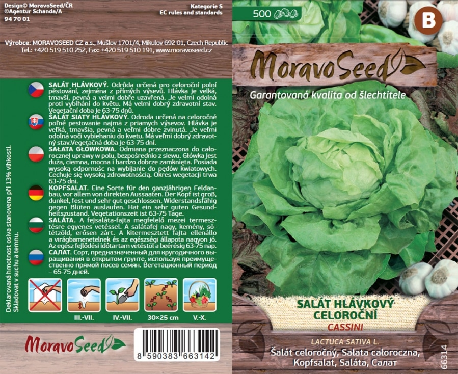 Salát hlávkový letní CASSINI semena