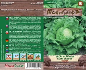 Salát ledový -  Lactuca sativa - TRAPER - Letní