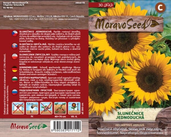 Helianthus annuus/Slunečnice/jednoduchá žlutá semena