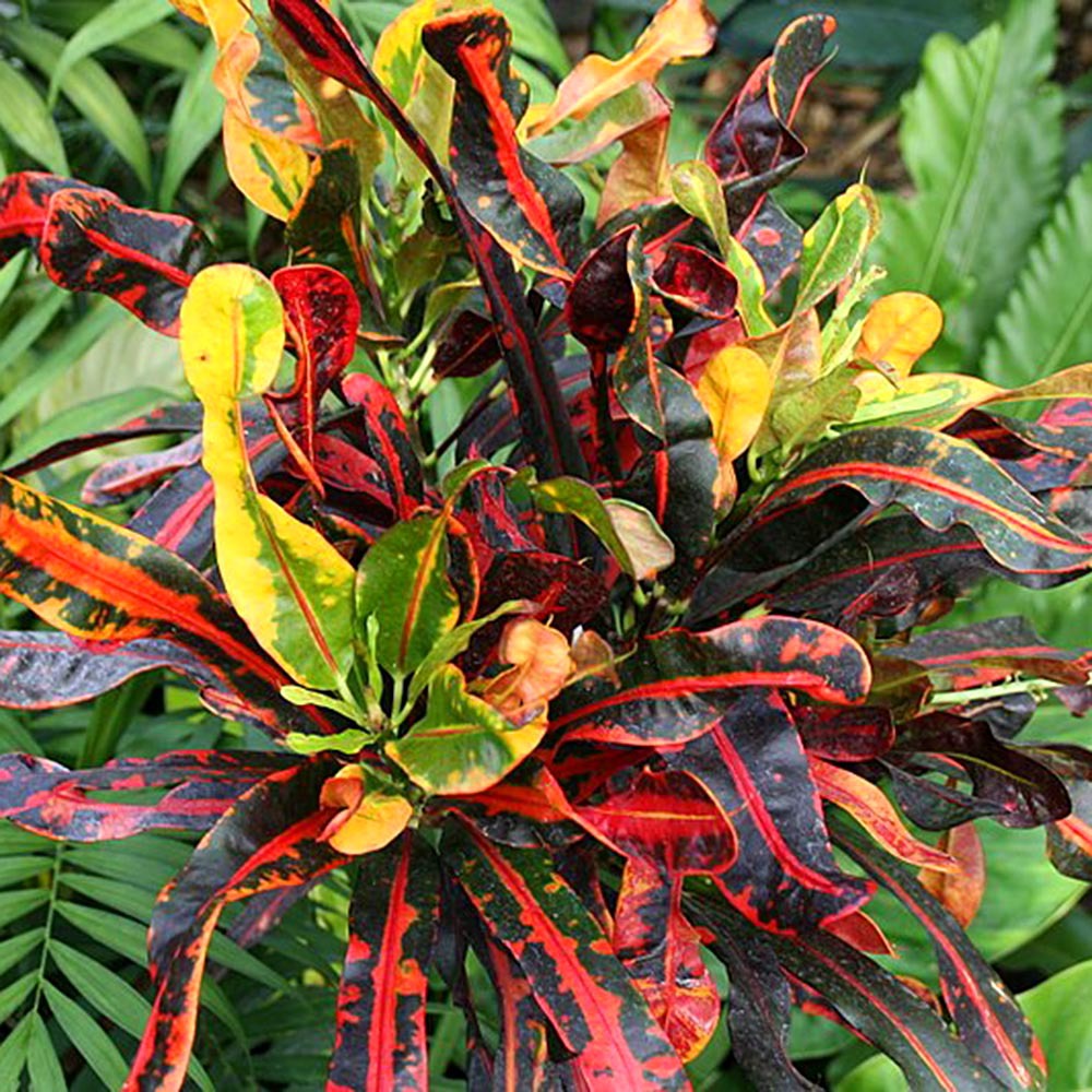 Kroton 1 Kroton (Codiaeum variegatum var. pictum)