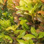 Mochyně 12 colorful pink green yellow croton leaves background sunny day at tropical park