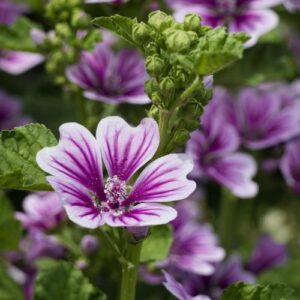 Všelicha na zahradě