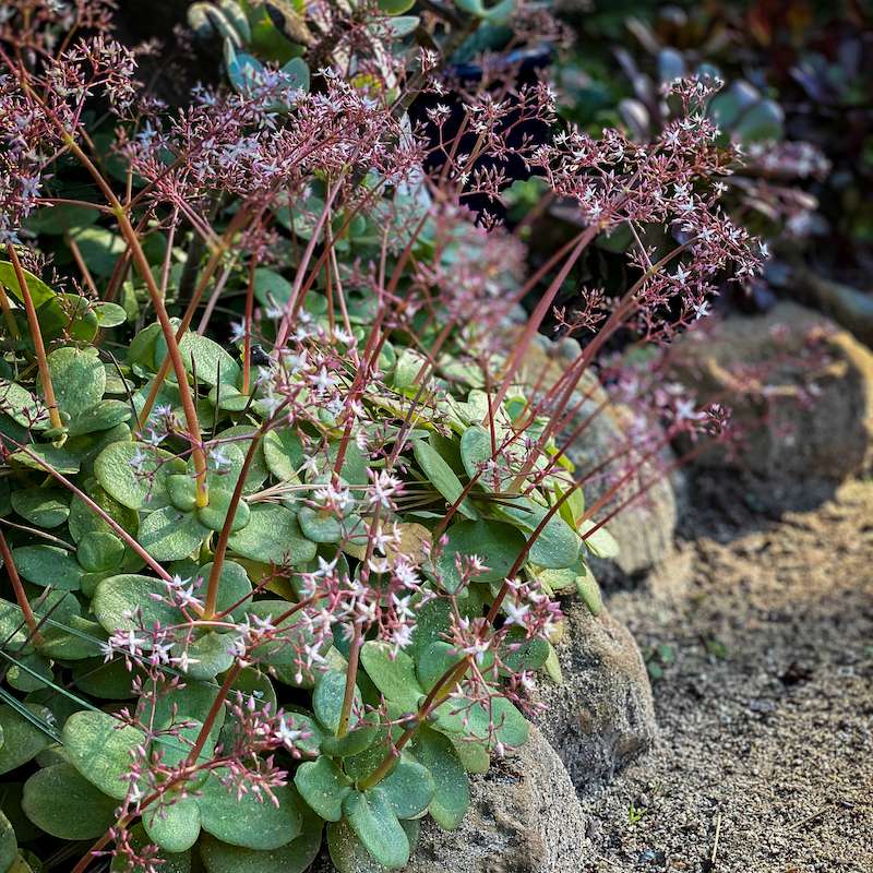 Tlustice 5 Tlustice Crassula multicava