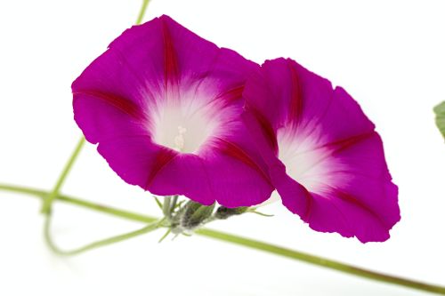 Svlačec pěstování