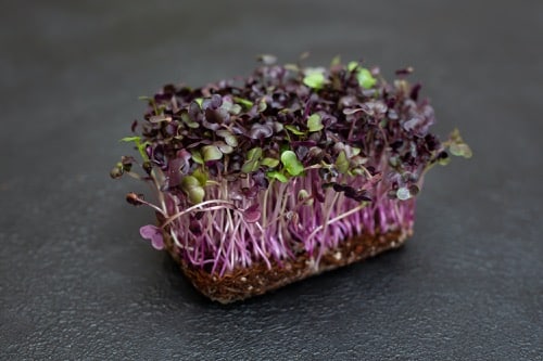 čerstvé microgreens zblízka - fialová ředkvička