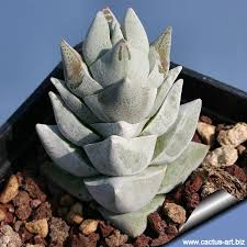 Tlustice 3 Tlustice Crassula deceptrix