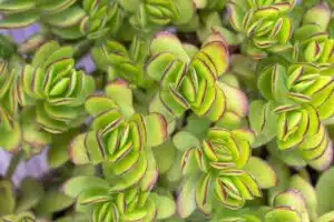 Hnojení pokojových rostlin 97 tlustice detail