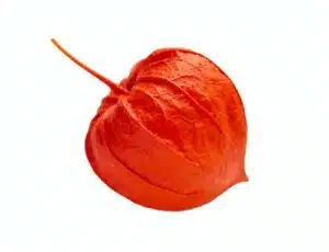 Hnojení pokojových rostlin 92 Mochyně