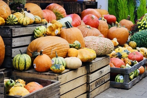 tykve v zahradním obchodě