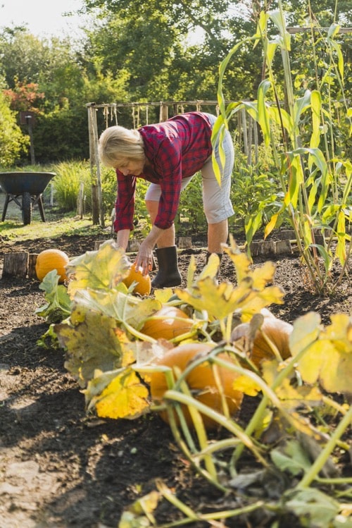 žena sbíraící tykve