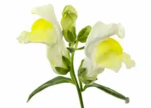 Hnojení pokojových rostlin 93 Hledík