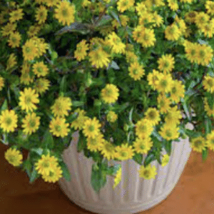 vitálka v květináči