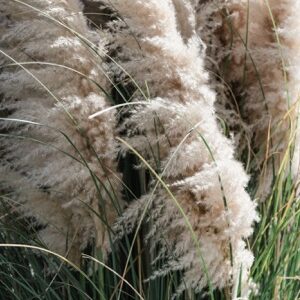 pampová tráva roustoucí na zahradě