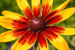 černooká zuzana květ z blízka