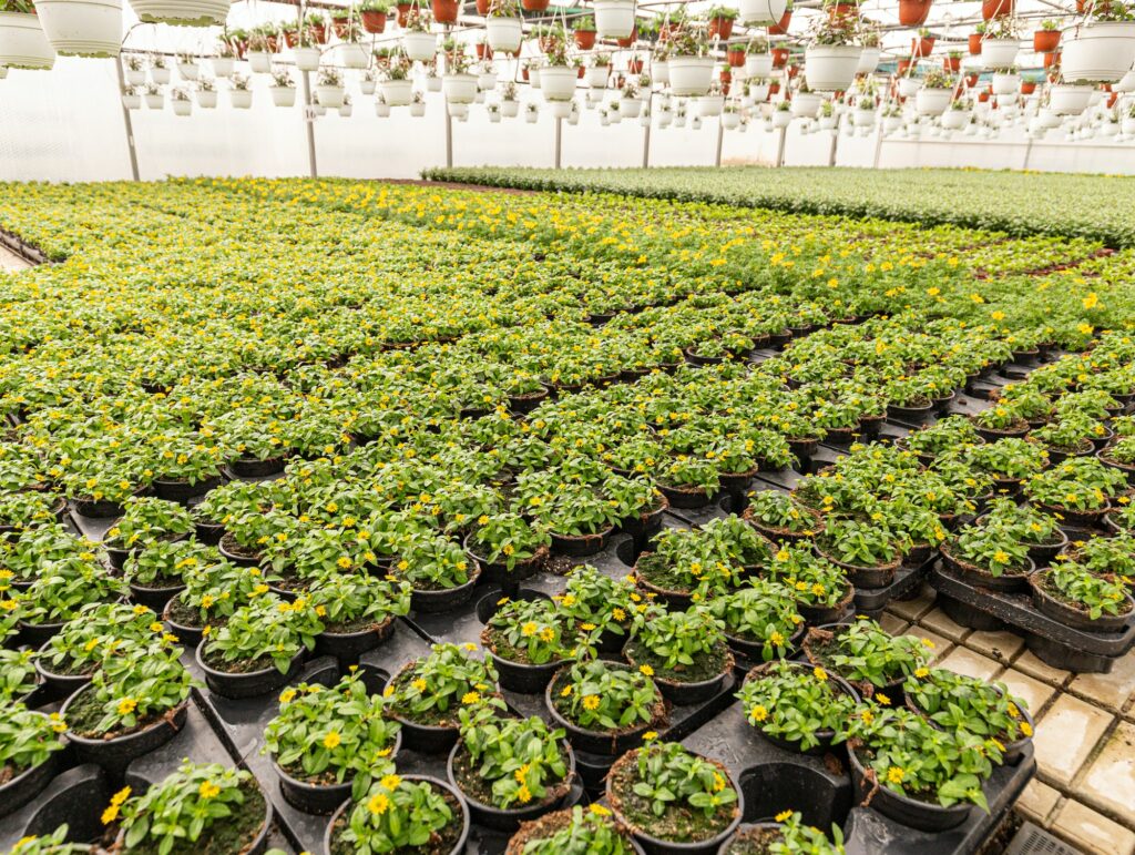 vitálka pěstována v mexiku