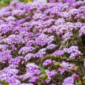 růžové lístky sporyše