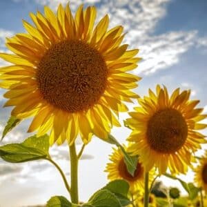 slunečnice pod širým nebem