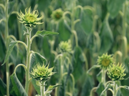 slunečnice před kvetením