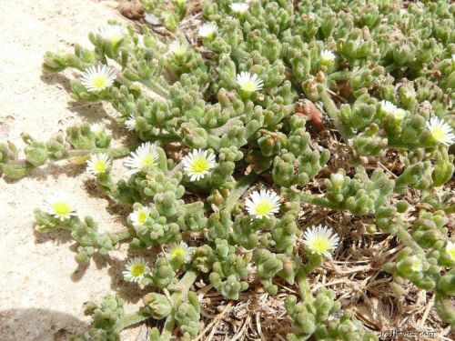 29165 mesembryanthemum crystallinum 1