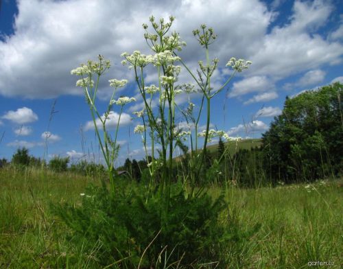 38872 koprnik stetinolisty 1