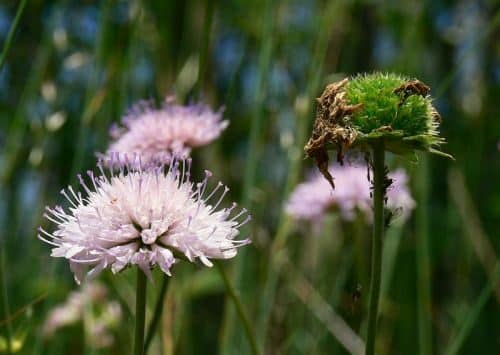 Chrastavec 1 1 e1711749793492