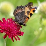 Chrastavec makedonský