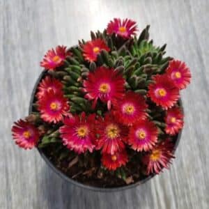 Kosmatec trvalka v květináči