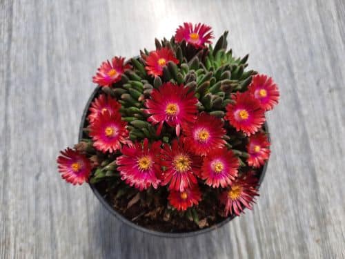 Kosmatec trvalka v květináči