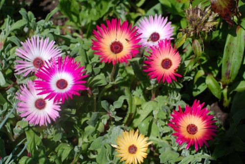 Kosmatec sedmikráskovitý