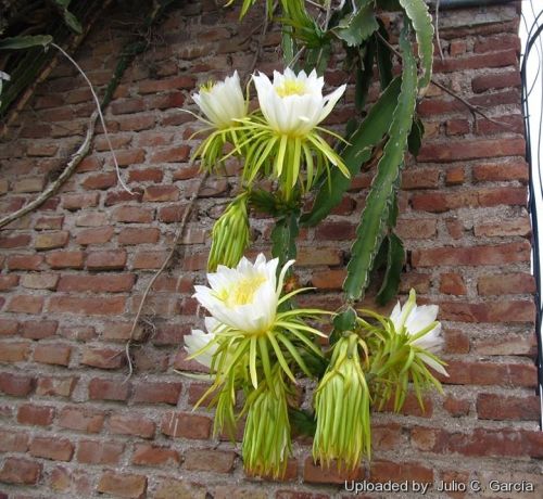 Hylocereus