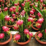 Hylocereus - v květináči