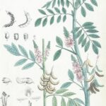 Indigovník - foto z herbáře