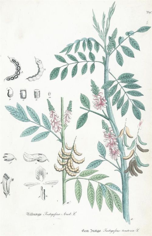 Indigovník - foto z herbáře