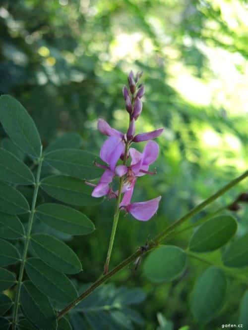 Indigovník - v přírodě