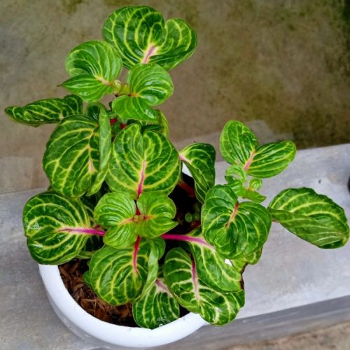 Iersinie v květináči