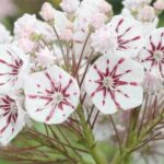 Kalmia