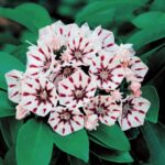 Kalmia