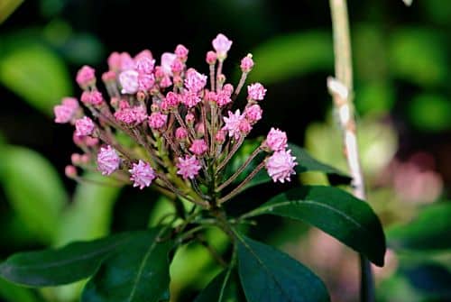 Kalmia angustifolia 5