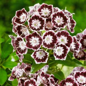 Kalmia latifolia