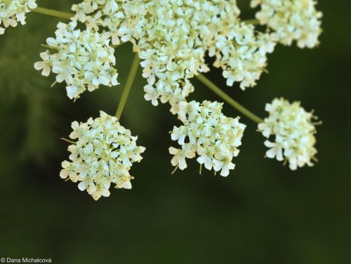 Meum athamanticum21