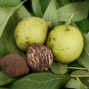 Ořešák černý plod