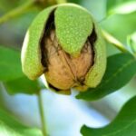 Ořešák královský plod